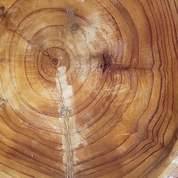 Large Hollow Carved Wood Stump Catchall Bowl Bin 8.5" Wide 5.5" Tall Burl Wood - Picture 4 of 6